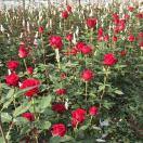 云南雷春花卉种苗基地【橱窗有好物】