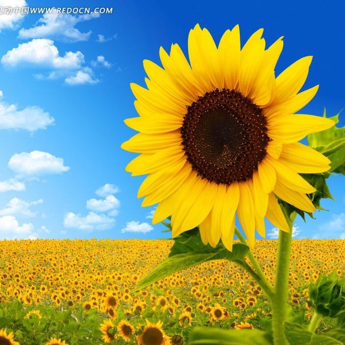 向日葵🌻