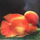 淡淡◕‿◕烟圈