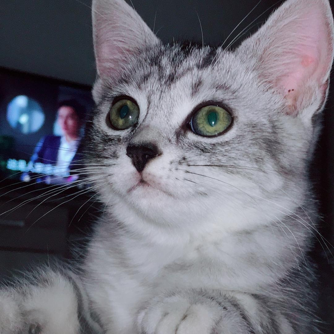 奥利和她的猫