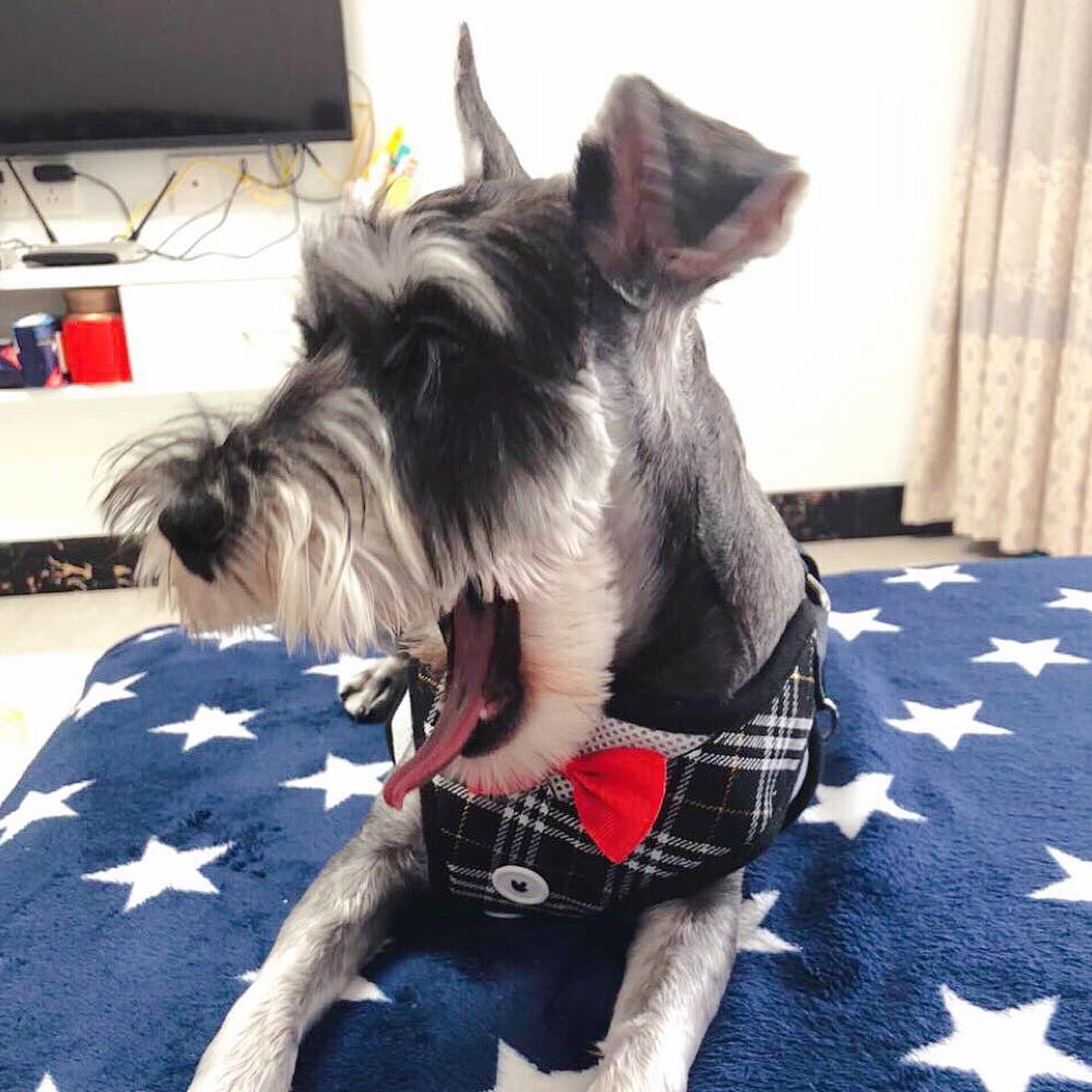 橘子🐶是我崽