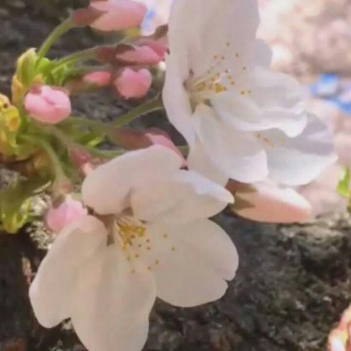 吉祥三宝