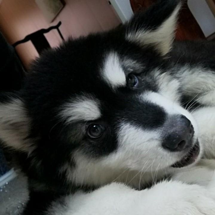 深蓝&🐾