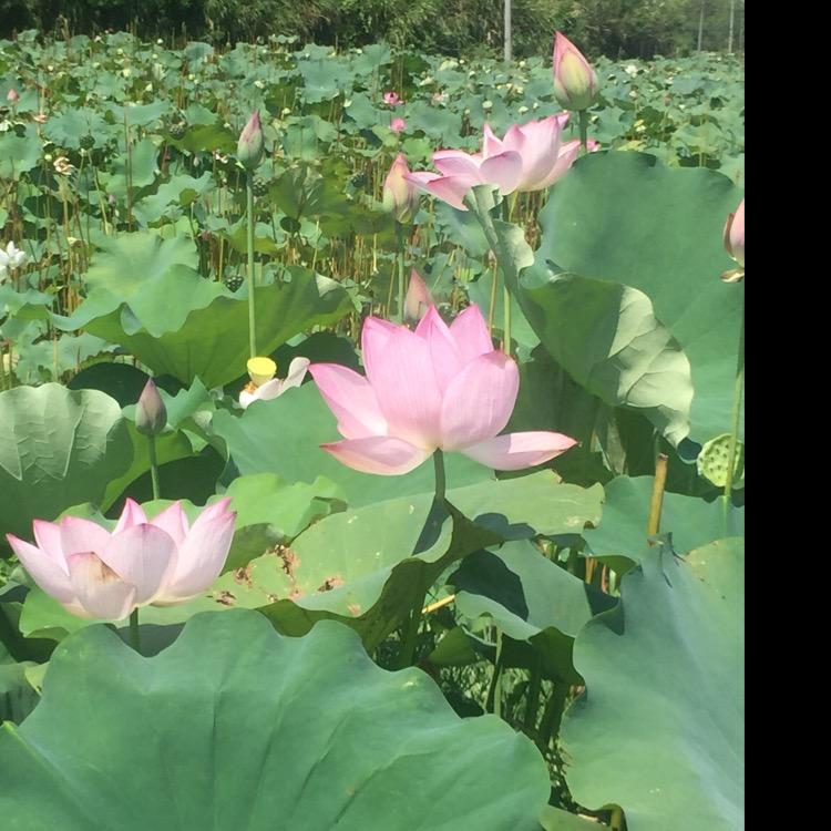 煮茶🍵-论-溪流🐟