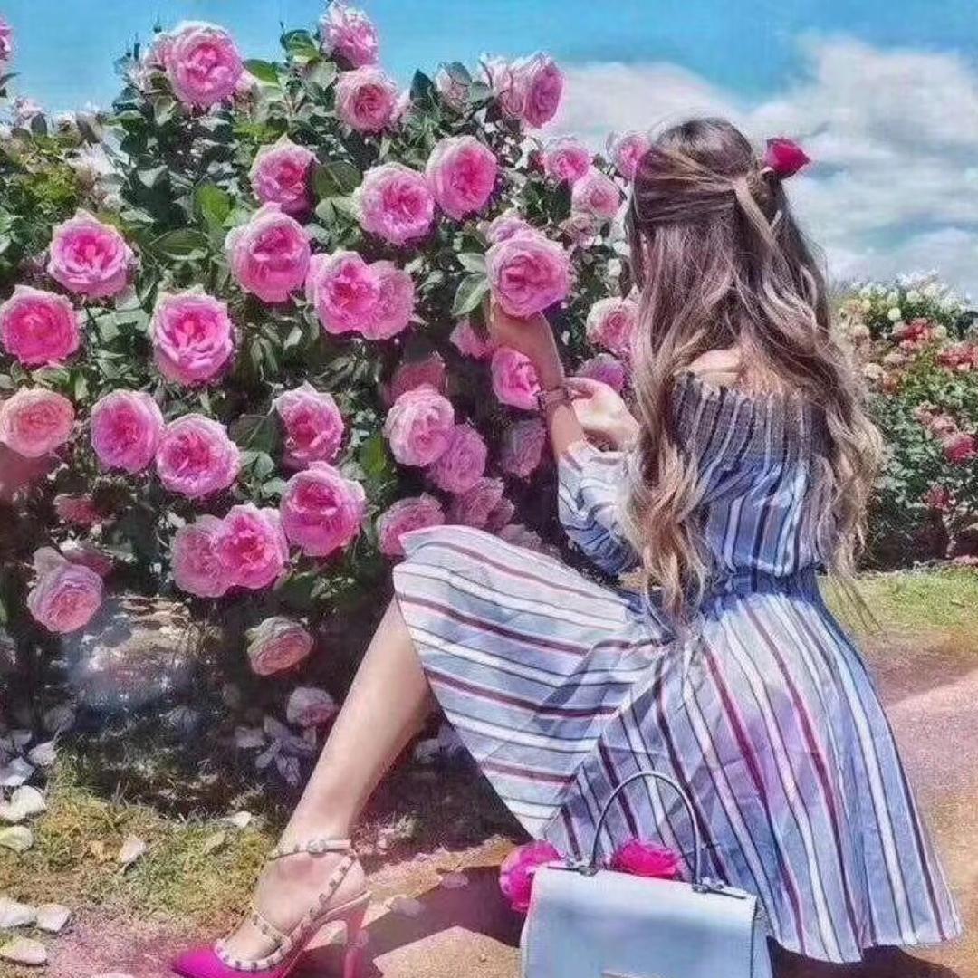 紫柠檬