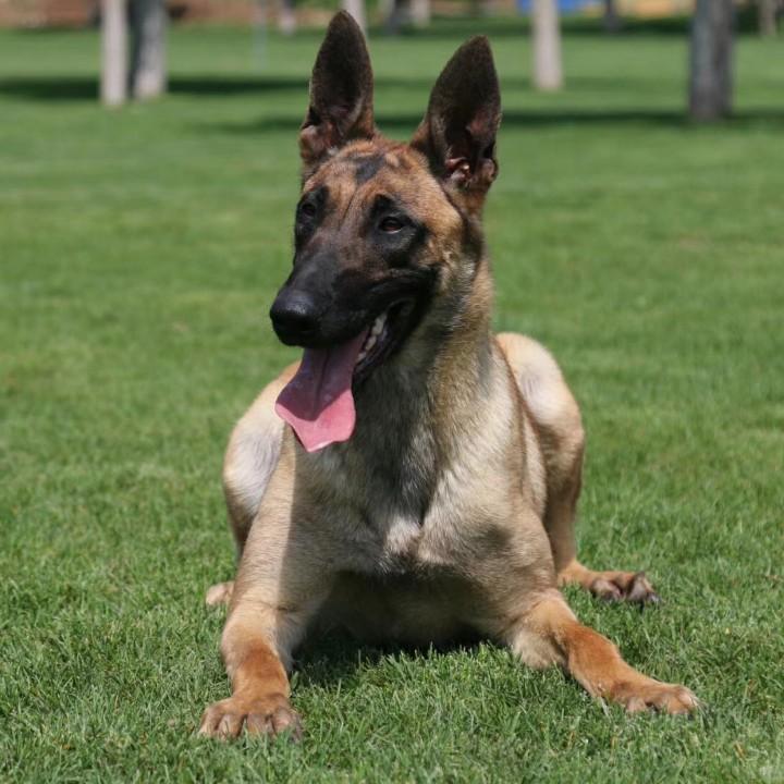 一行白鹭上青天180