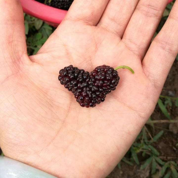 黑嘿
