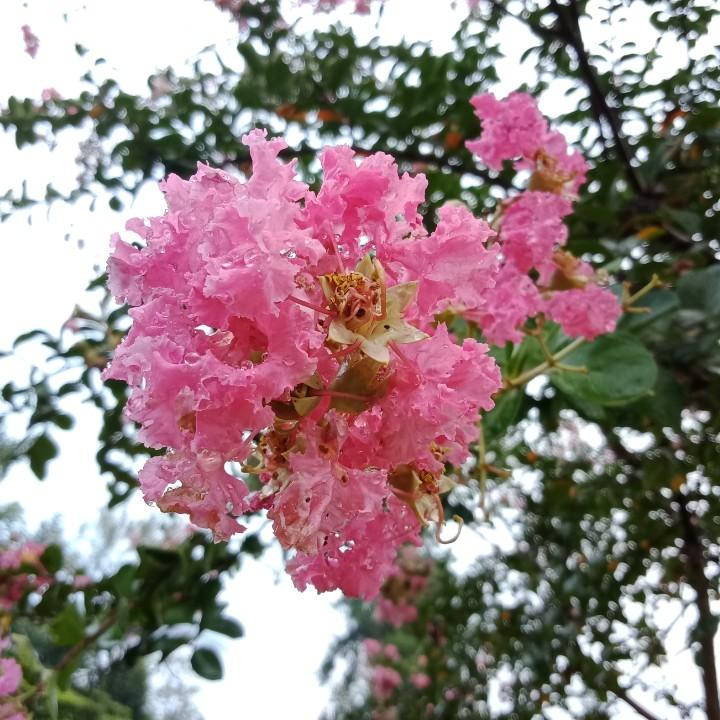 木森园艺的小店个体店