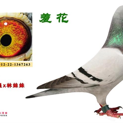 真诚到永远