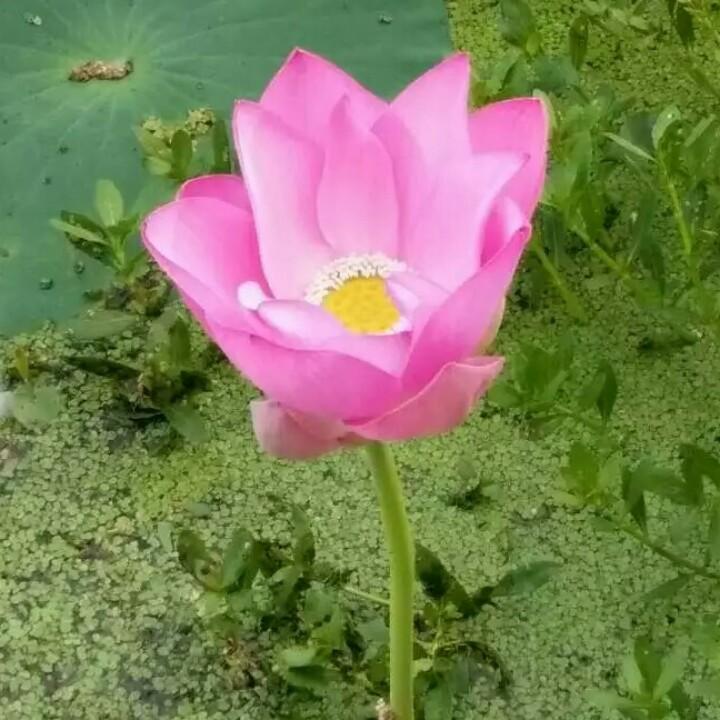荣荣菜馆