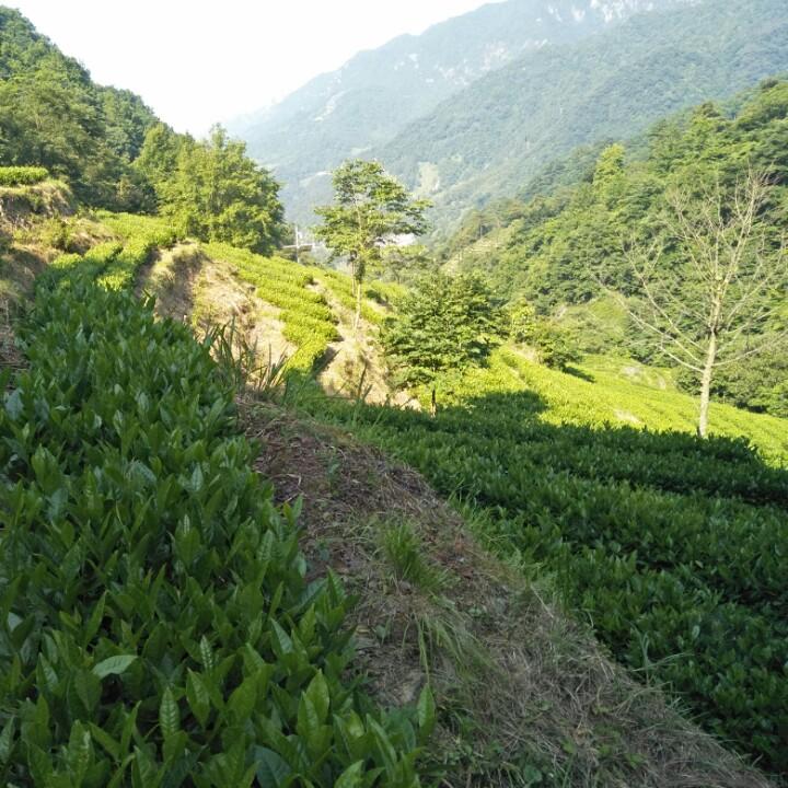 九华山溪红农场，九子溪红，红茶