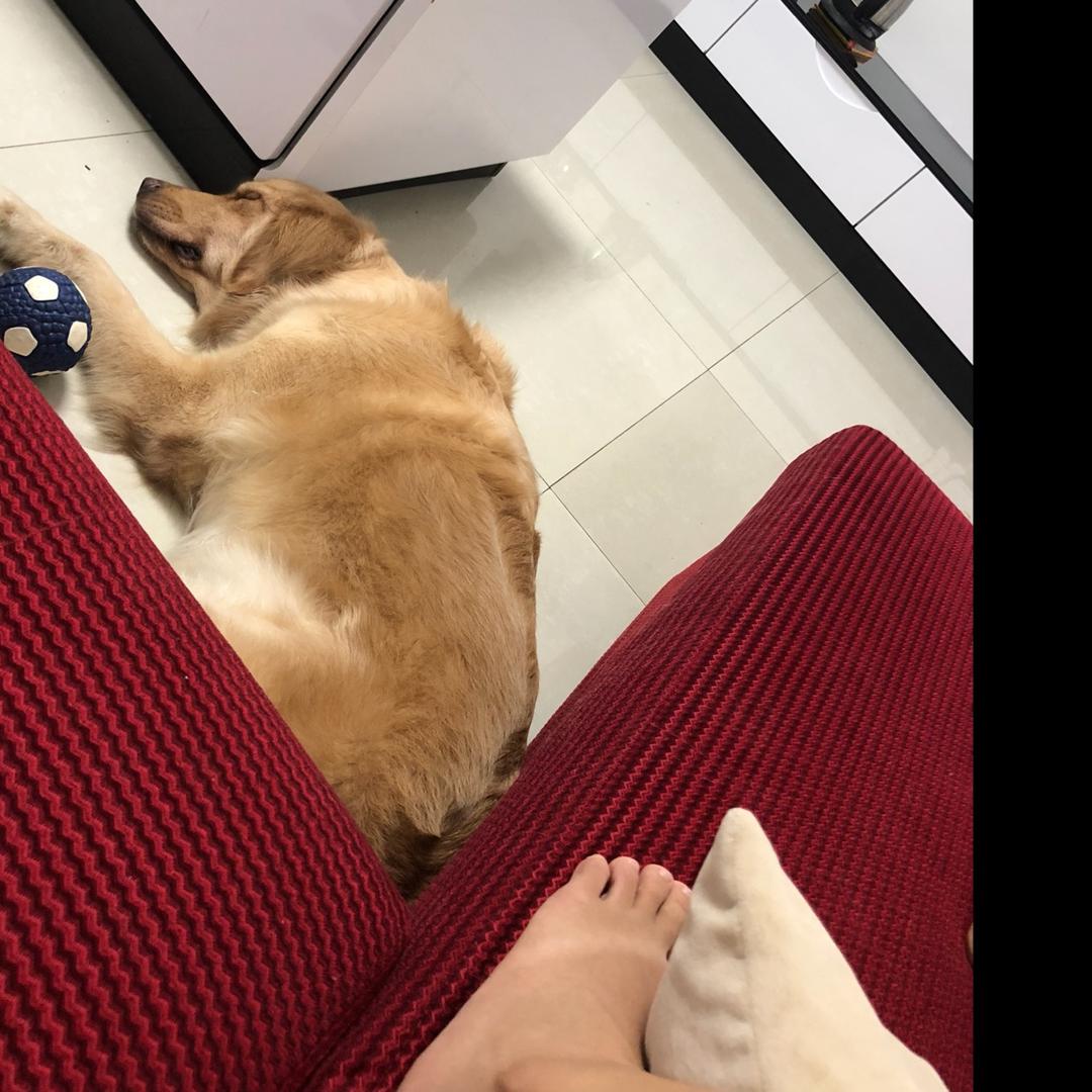 叶子