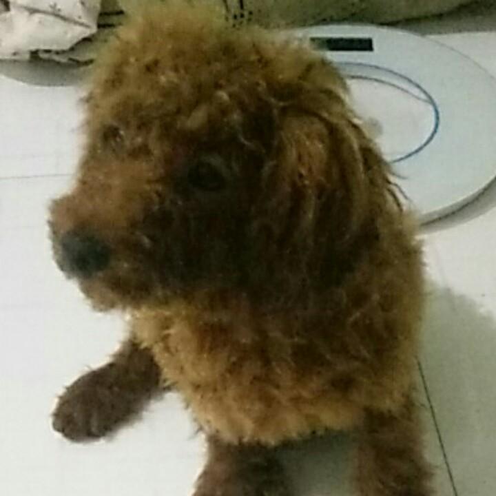 小燕子