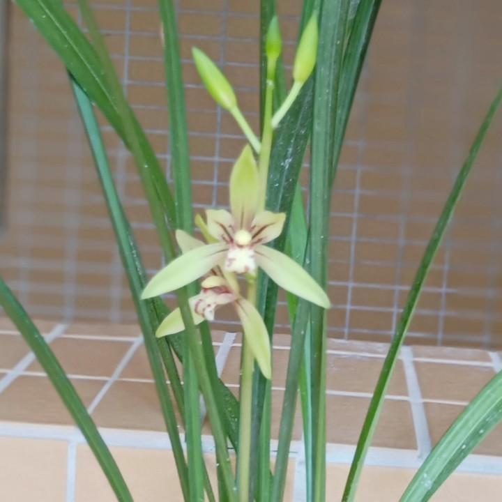 水心木