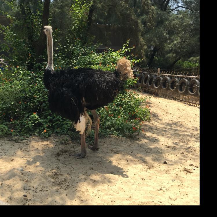 很能吃