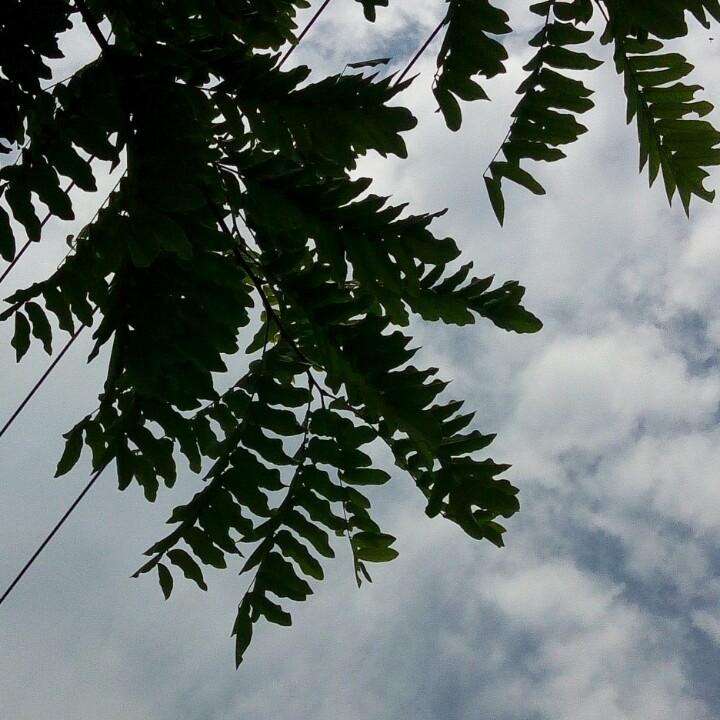 霞霞