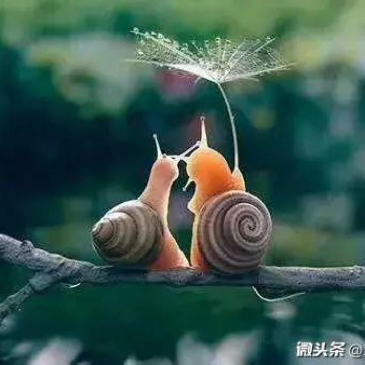 权少