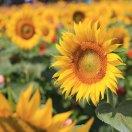 漫长的岁月静好