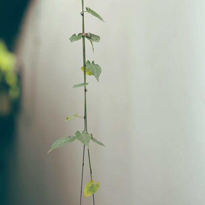 佛系茶语💫