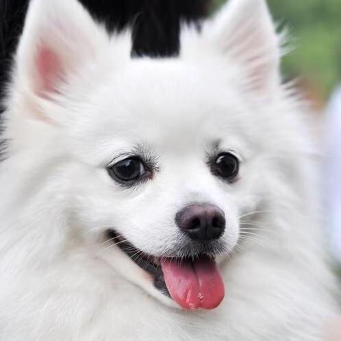 清瑶