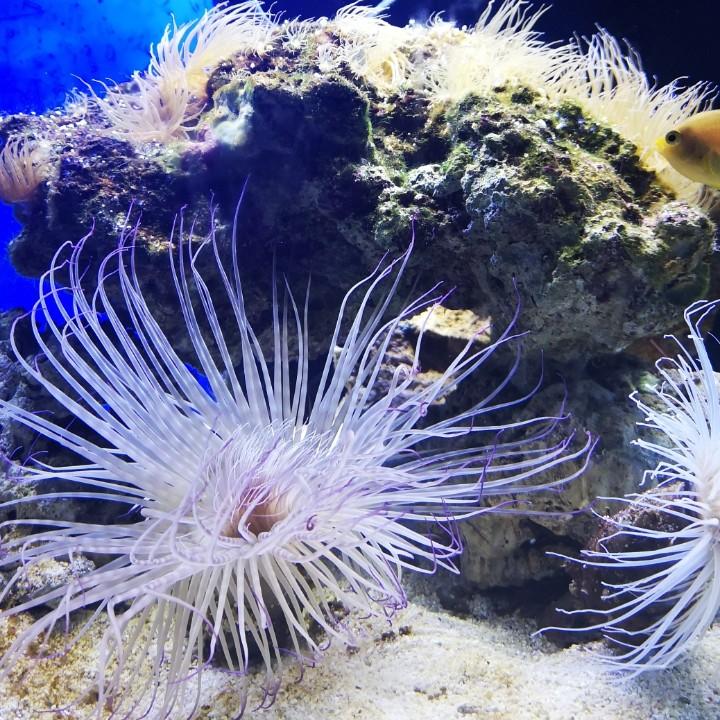 ☆虾米