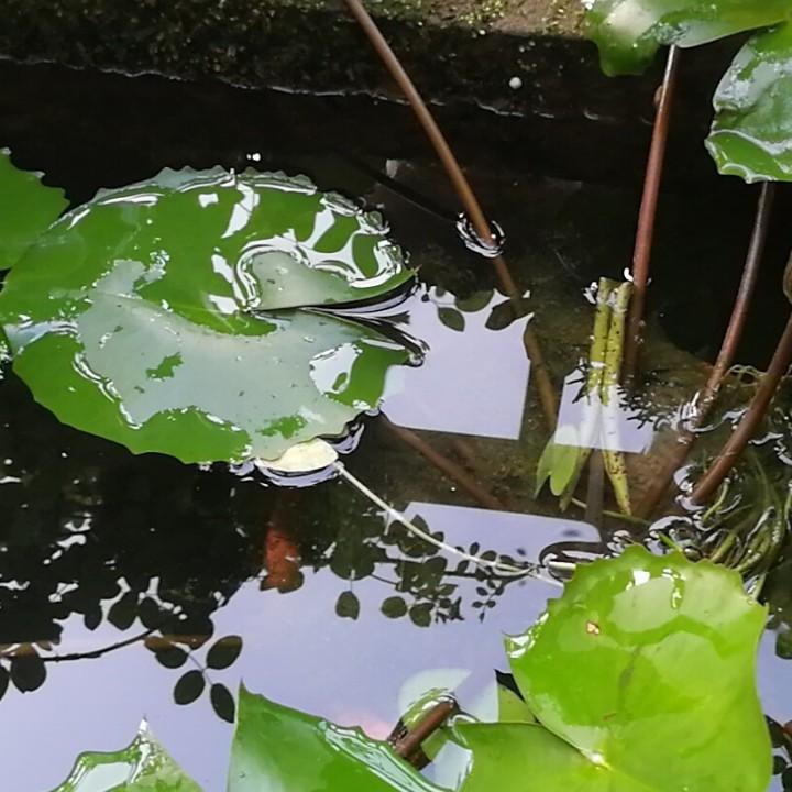 唐唐