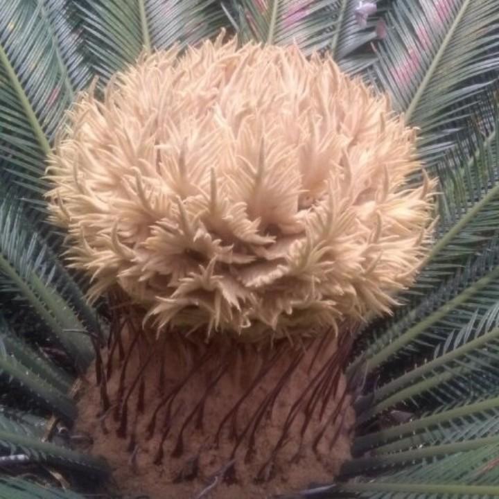 卢姐姐