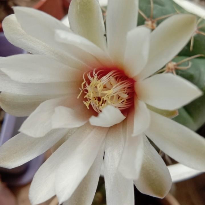 玫瑰花开