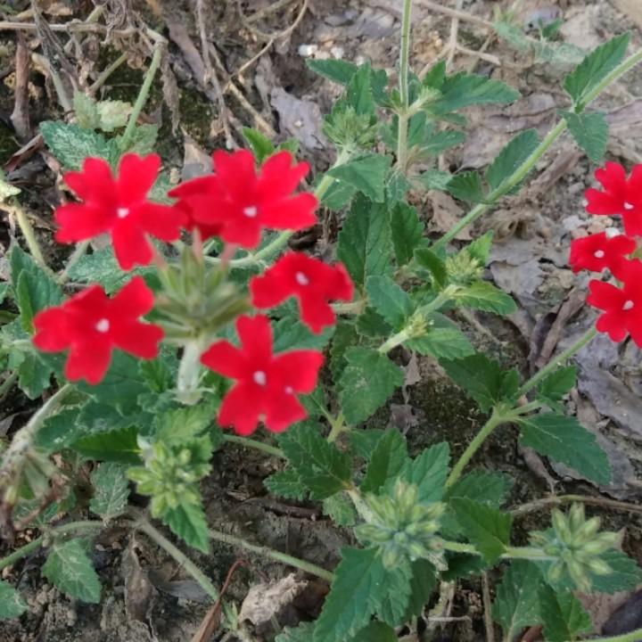 难得糊涂