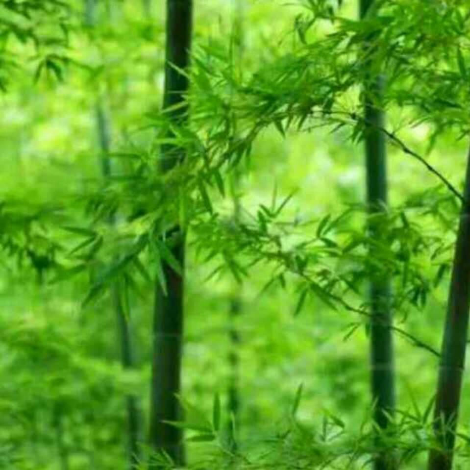 河北雄安禾广财食品有限公司（鸭坯，鸭饼）