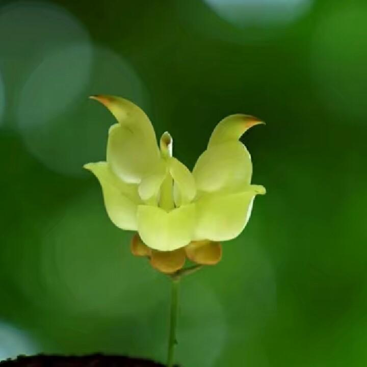 穷的吃泡菜