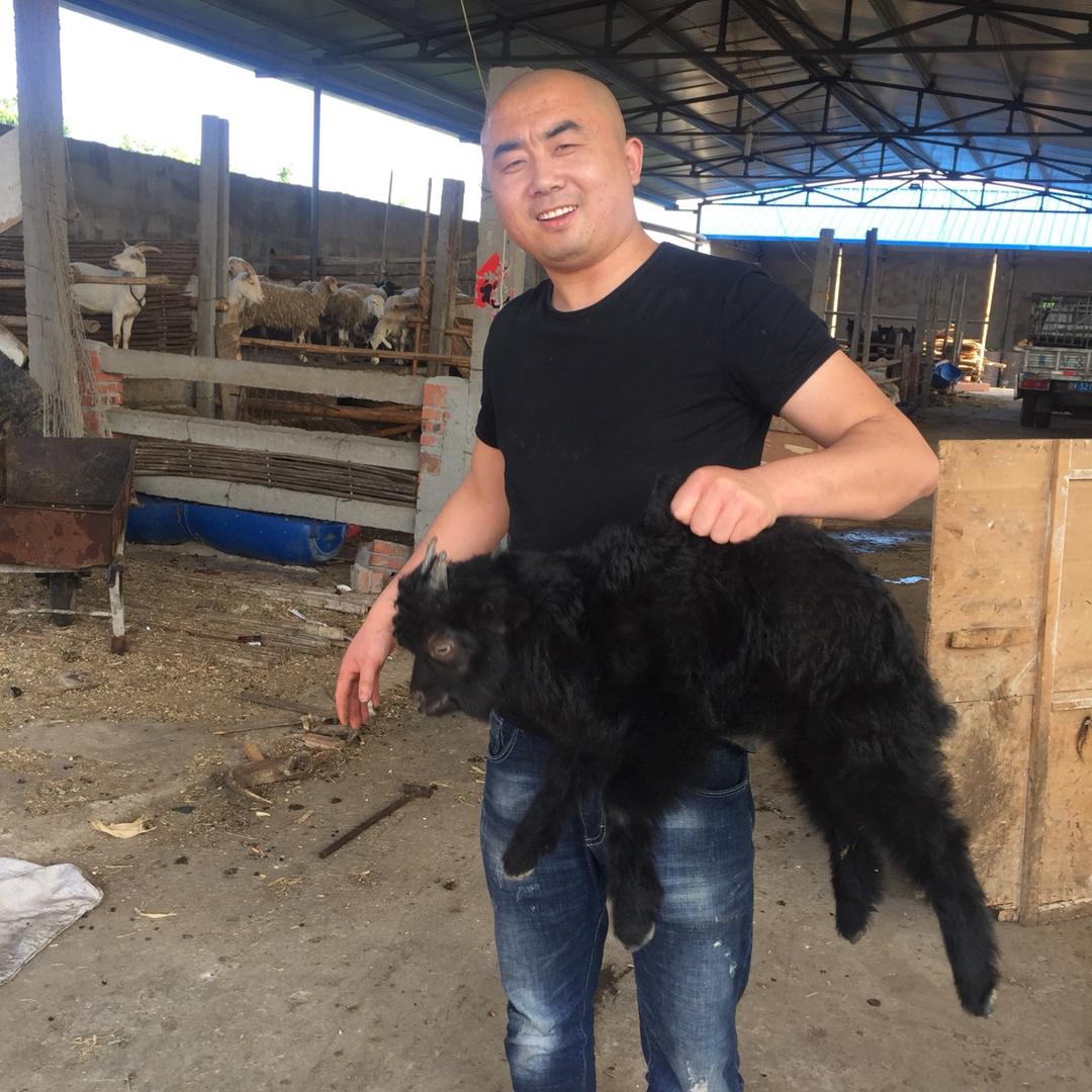 附羶全羊  葛涛