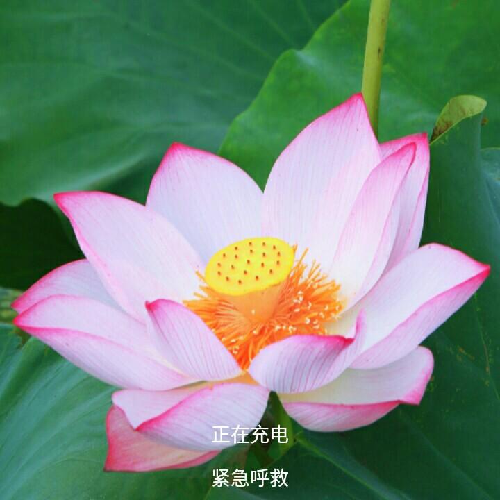 宝儿