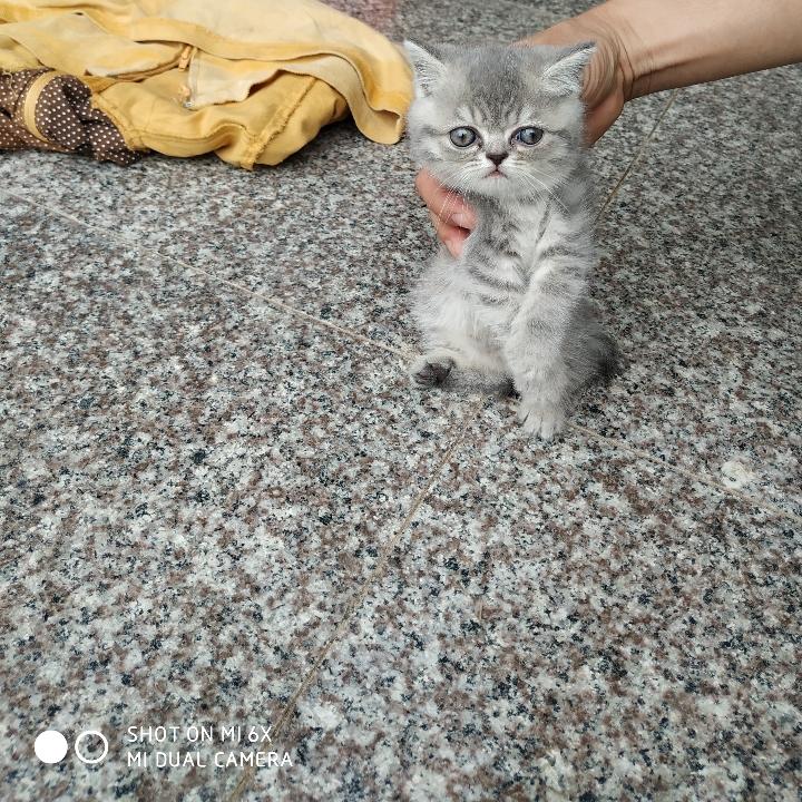 燕子