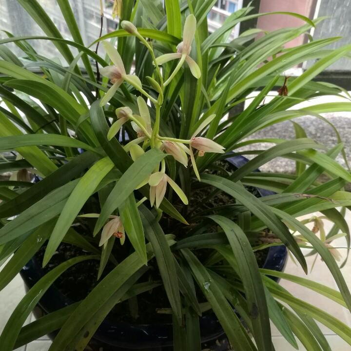 相思梧桐