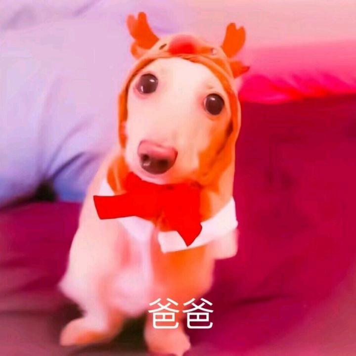 大王叫我来巡山