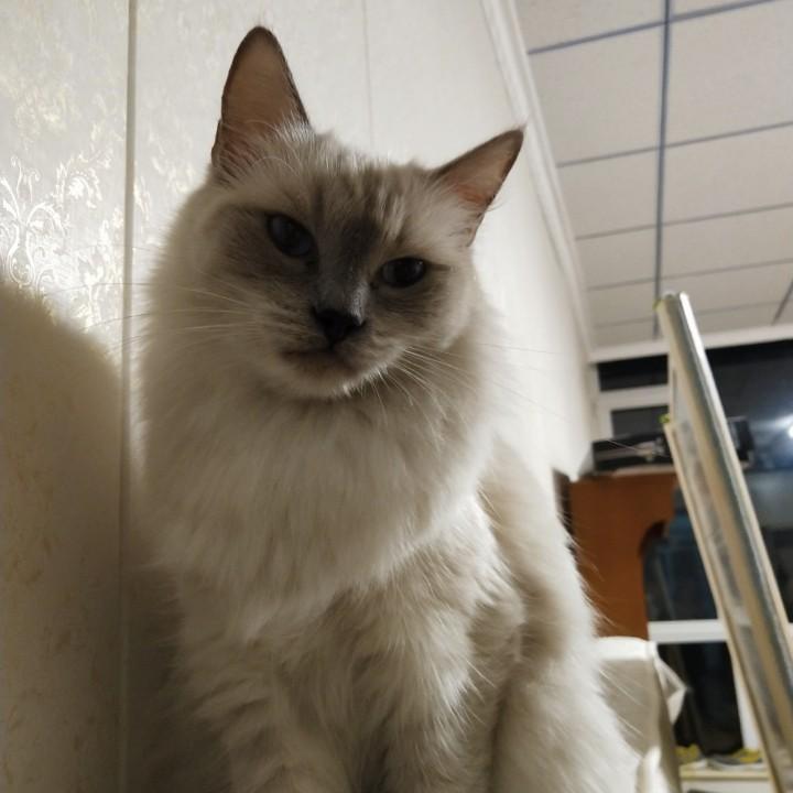 俊涛的果