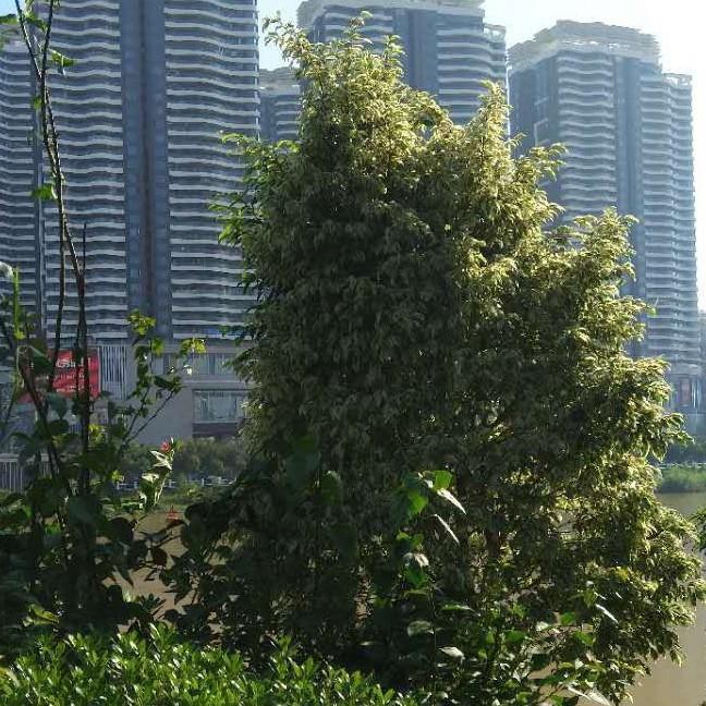 刘花