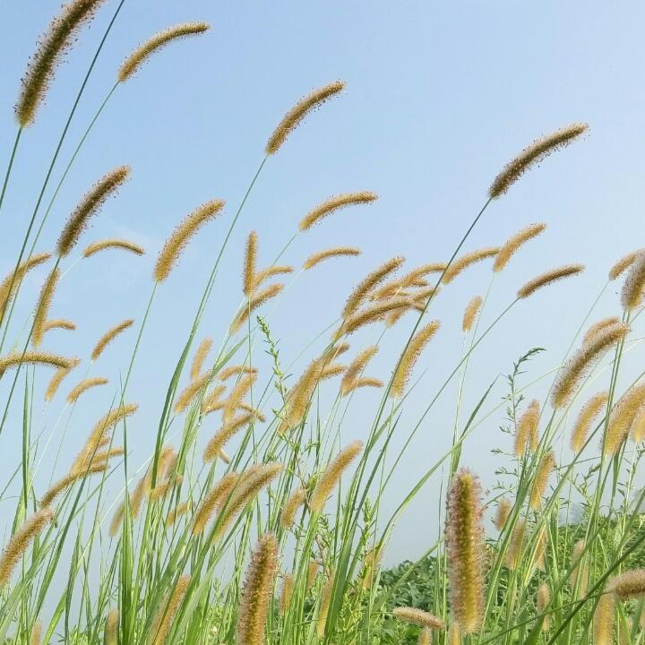 微风吹拂