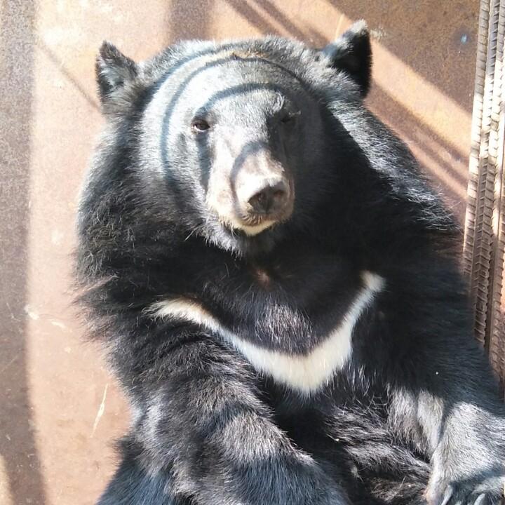 熊熊