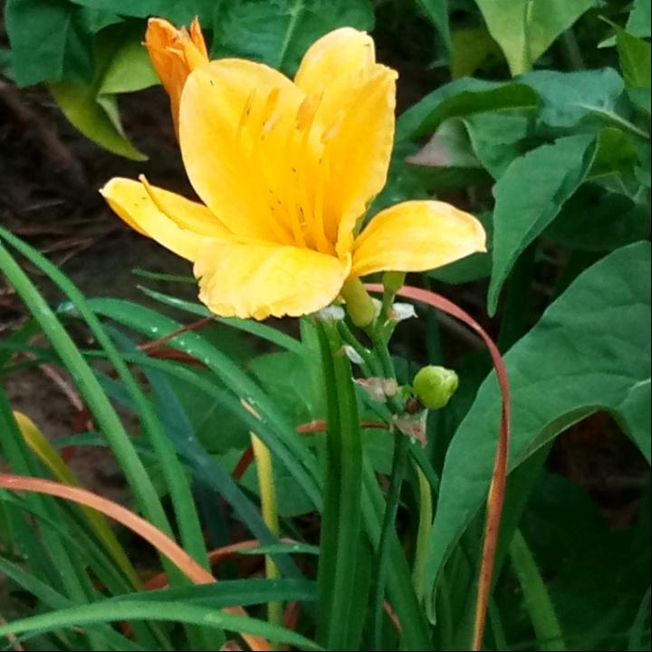 猪掌柜猪脚饭（吾悦广场店）