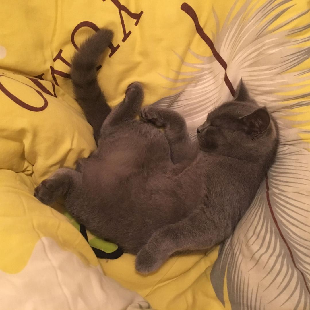 一只小火锅吖🎈