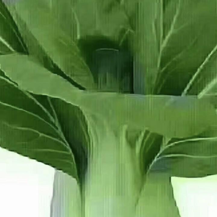 冰哥哥