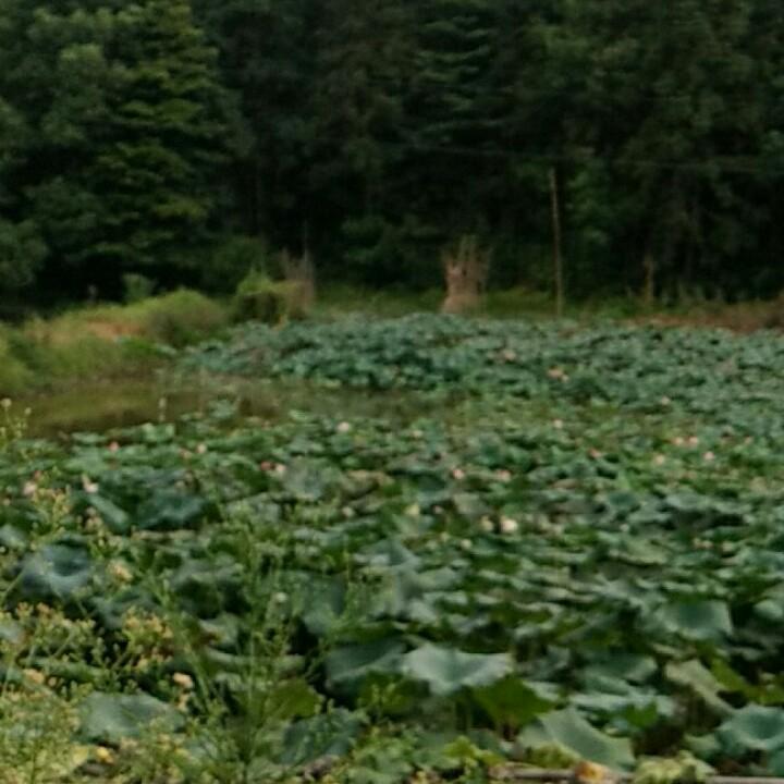 过客