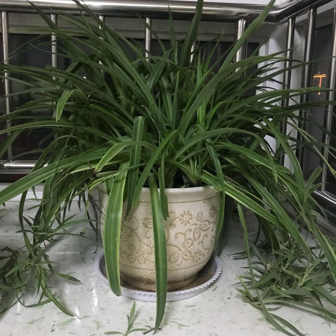 草木