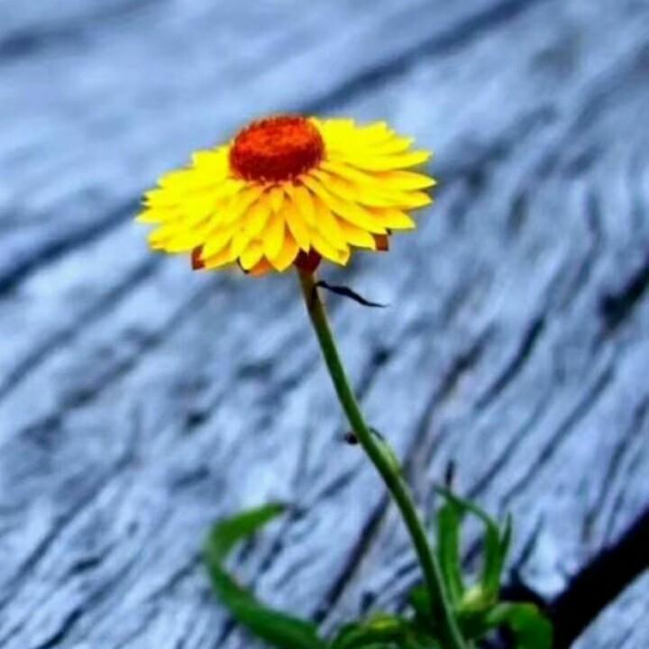 🕊ꦿ᭄🥀ᮨ້໌ 久໊伴不໊如酒伴໊⃨