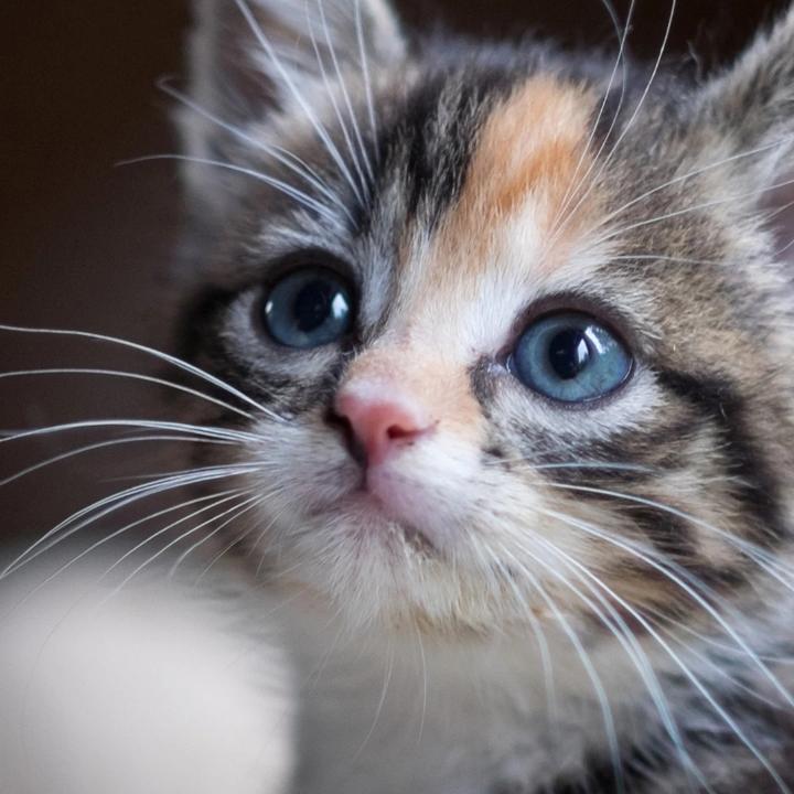 强颜欢笑  🔥🔥