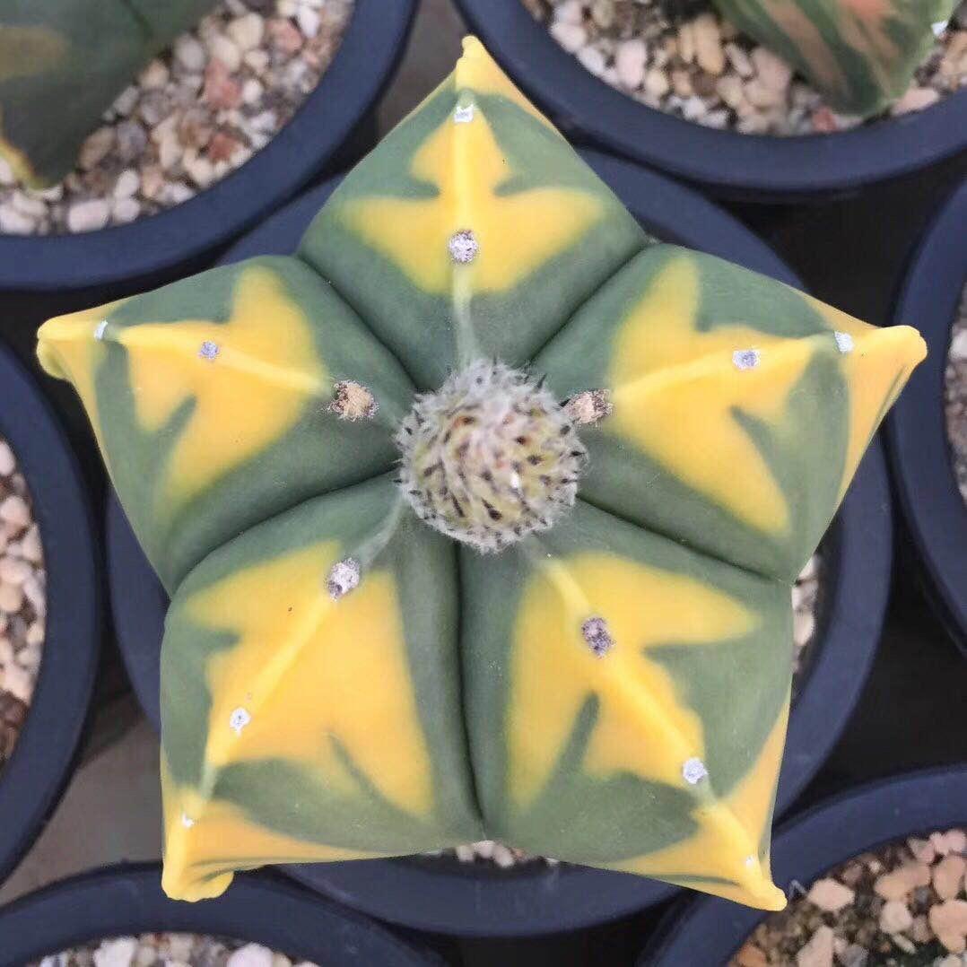 肥四的植物馆奇妙夜