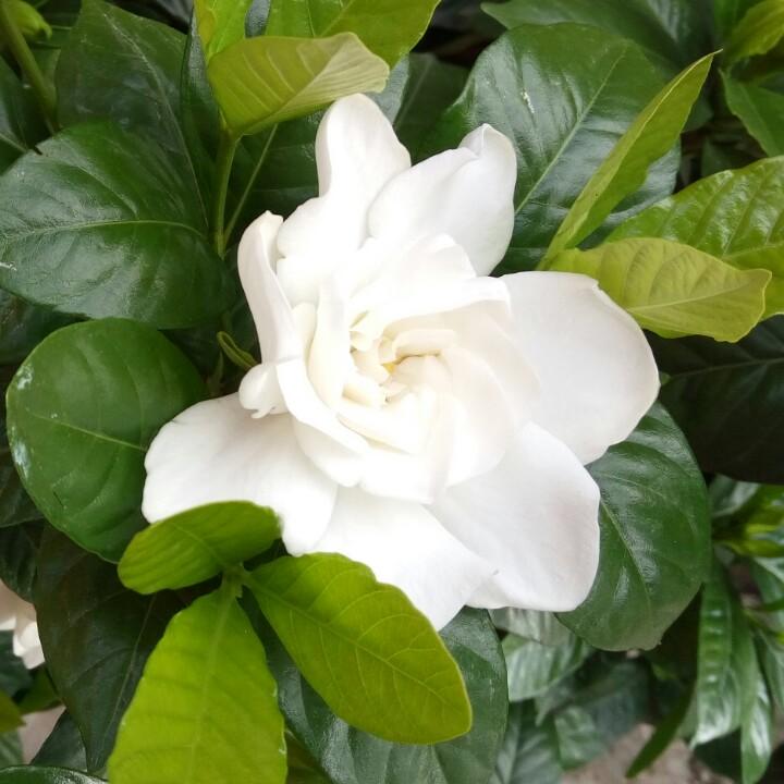 草莓🍓果冻