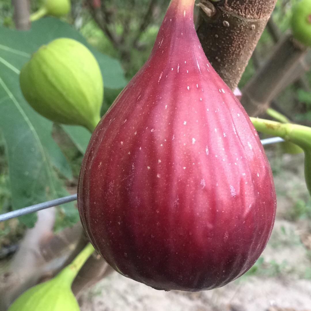 盆景无花果